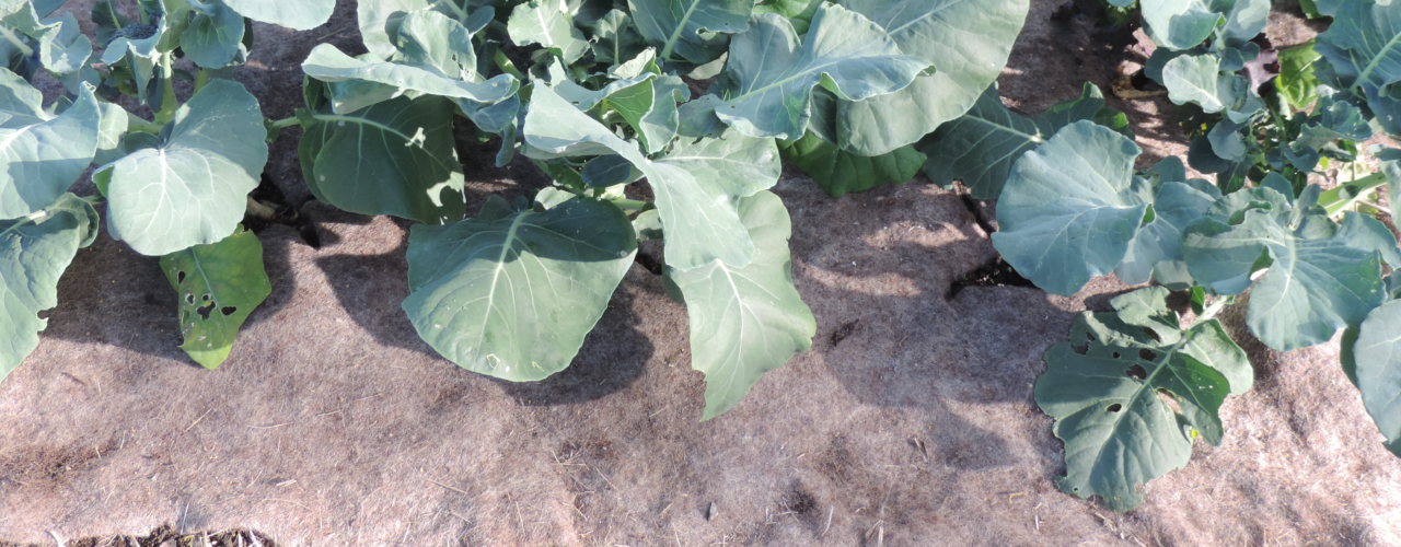 Testing felt wool cloth as soil cover in vegetable fields (Photo: Kirsty McKinnon)