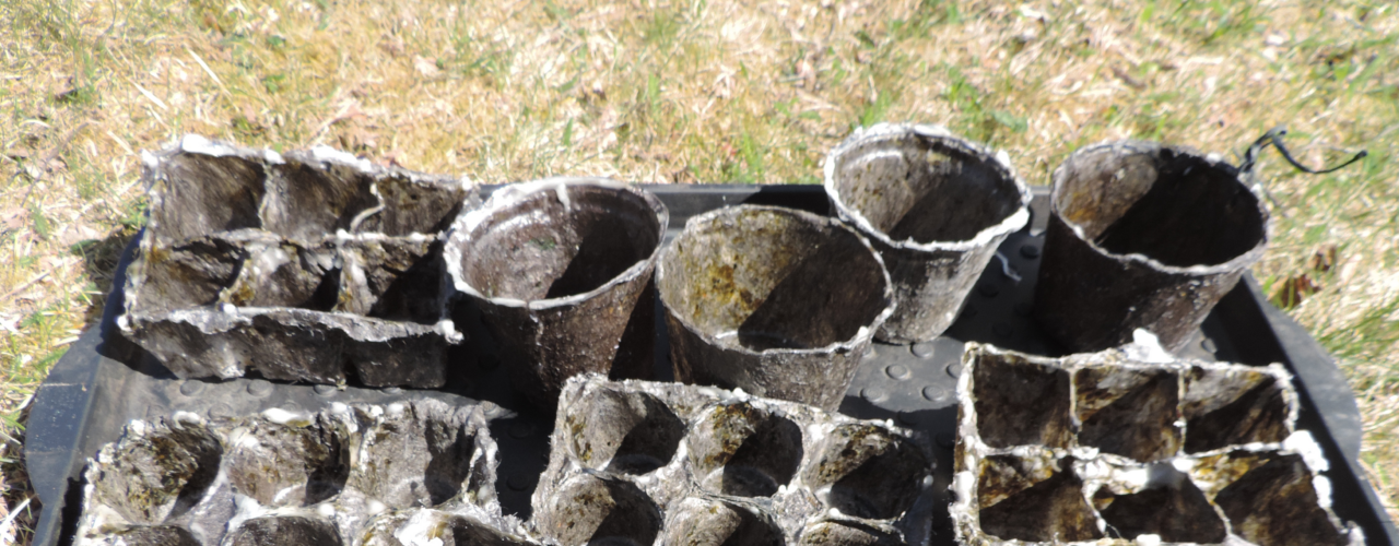 Pots made of wool and biological binders are tested for transplants and production of flowers (Photo: Kirsty McKinnon)