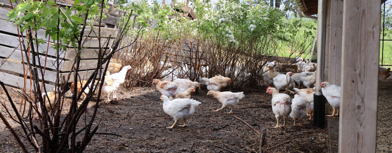 Kyllinger med tilgang på skjul i form av potetkasser og busker utenfor huset (Foto: Rosann E. Johanssen)