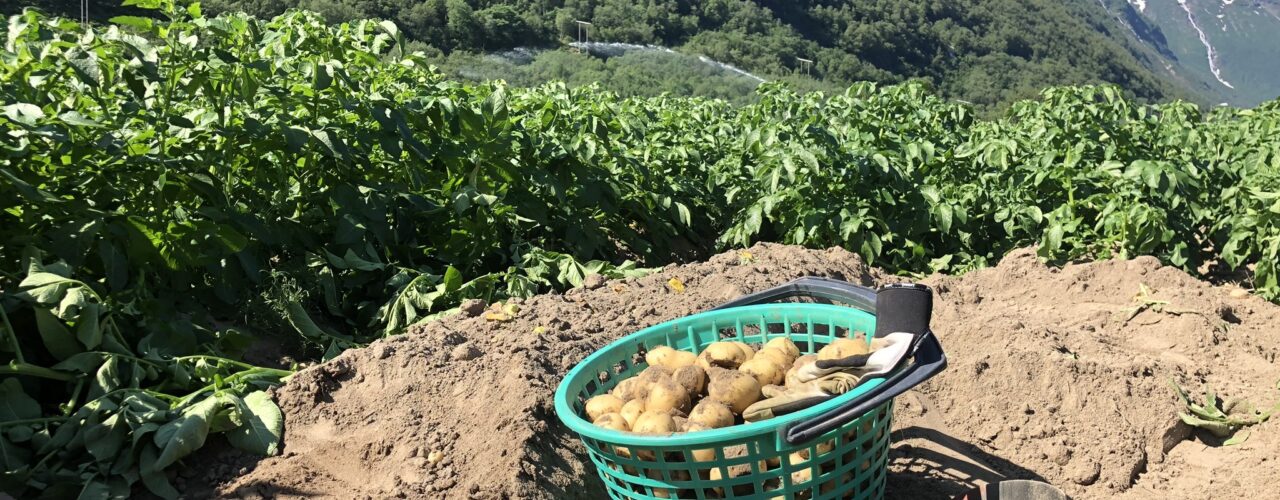 Potato harvest (Photo: Tatiana Rittl)