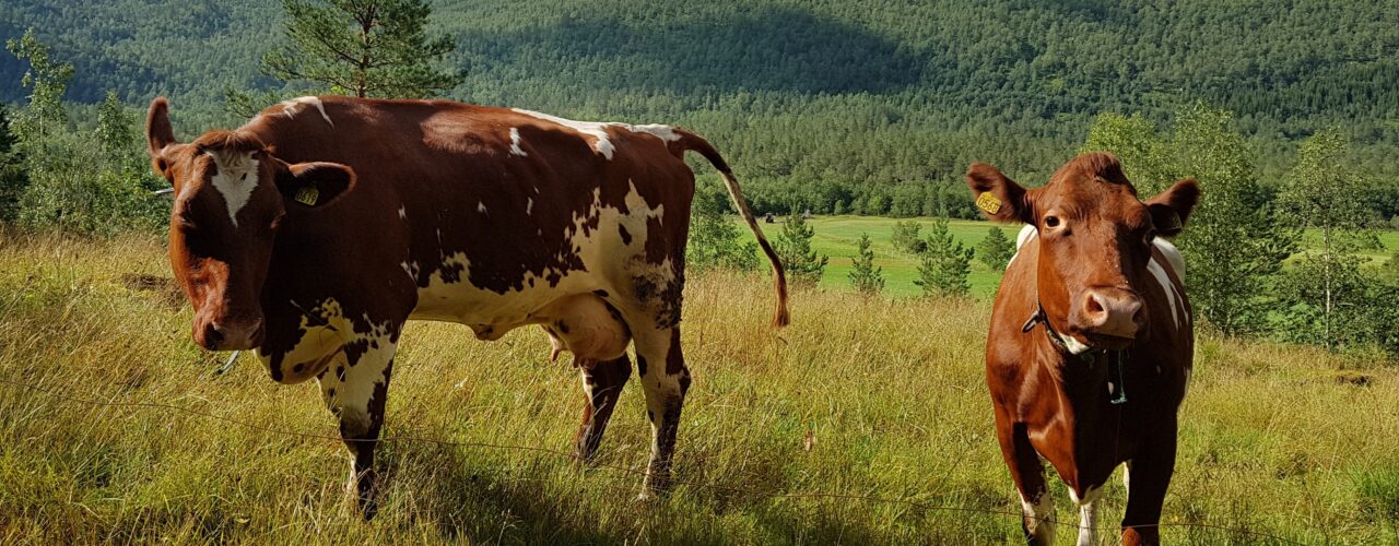 Ku på beite i Nerdalen (Foto: Ildri Kristine (Rose) Bergslid)