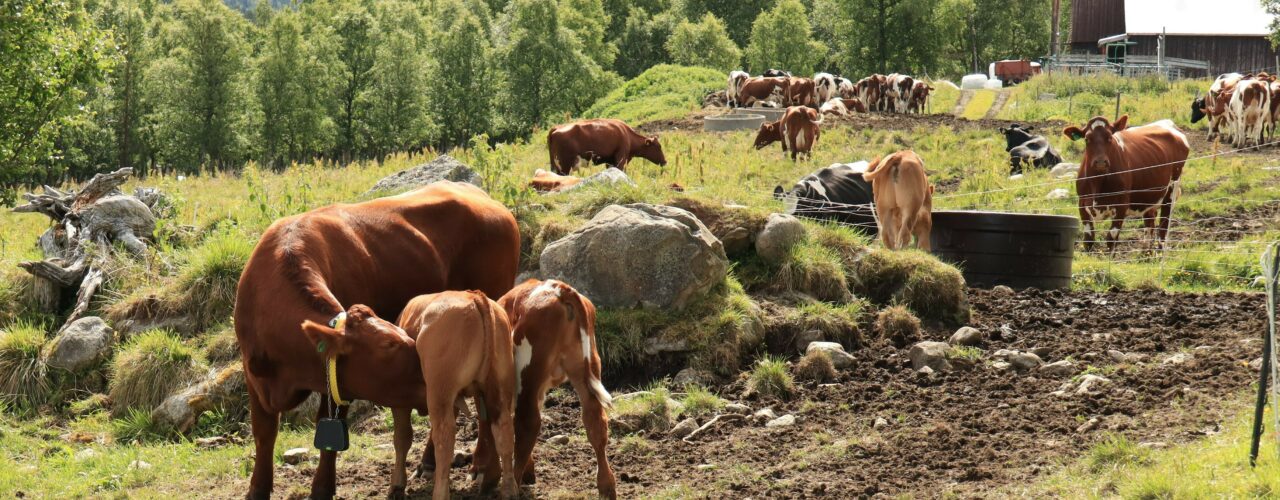 Ammetante med to kalver som dier på beite. (Foto: Vegard Botterli)