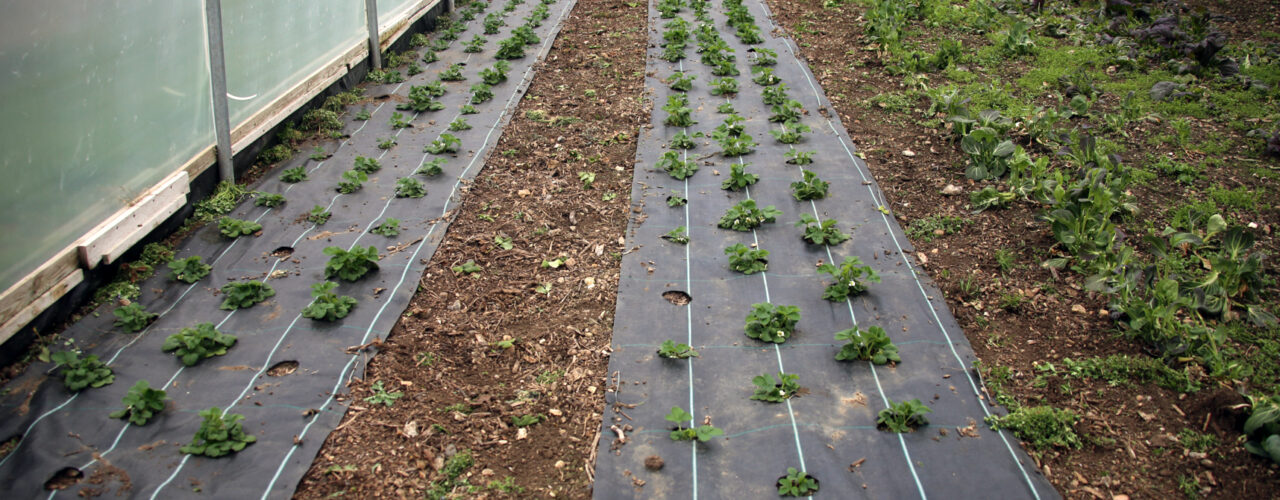 Plastic is a useful tool for soil covering. Completely degradable plastic from renewable resources is required, but the cover also has to last long enough to fulfill the purpose (Photo: Ulrich Schmutz)