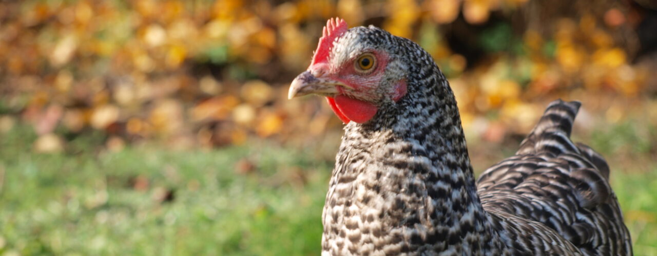 KJØTT OG EGG: Det er høns av typen Plymouth Rock som skal brukes i forsøkene. (Foto: Wikimedia commons)