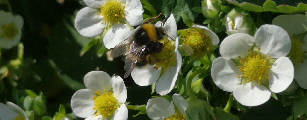 Pollibring Mørk Jordhumle (Bambus terrestris) på blomst av jordbær (Fragaria xananassa) (Foto: Atle Wibe)