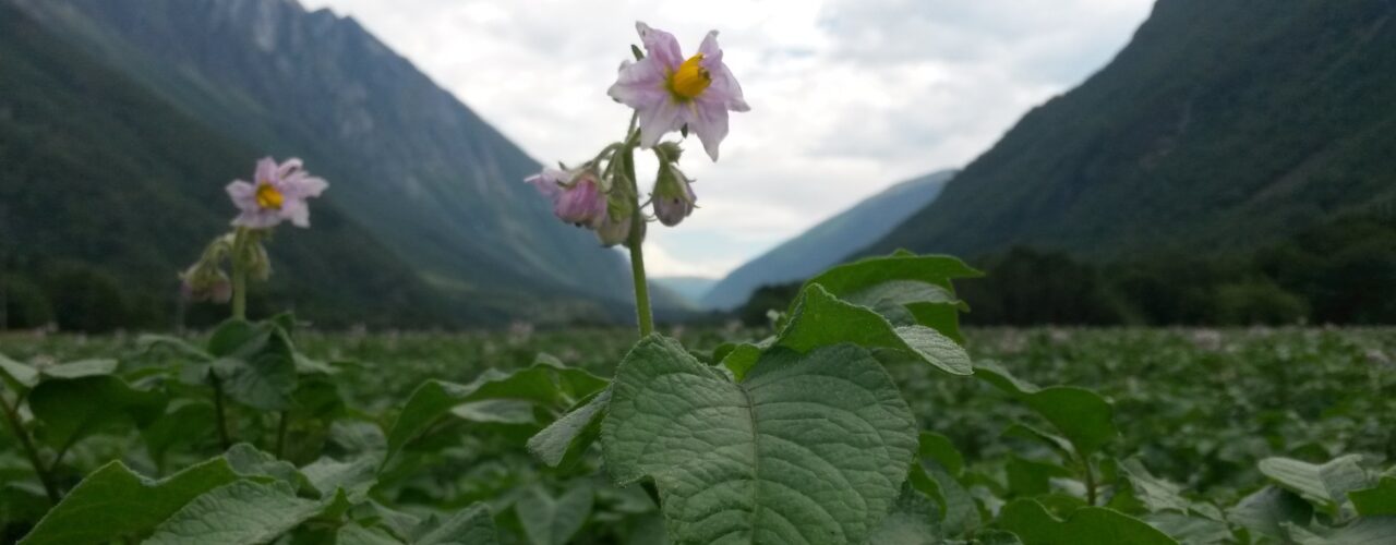 Potet I Sunndal Potet I Sunndal (Photo: Ivar Bakken, Sunndalspotet AS)