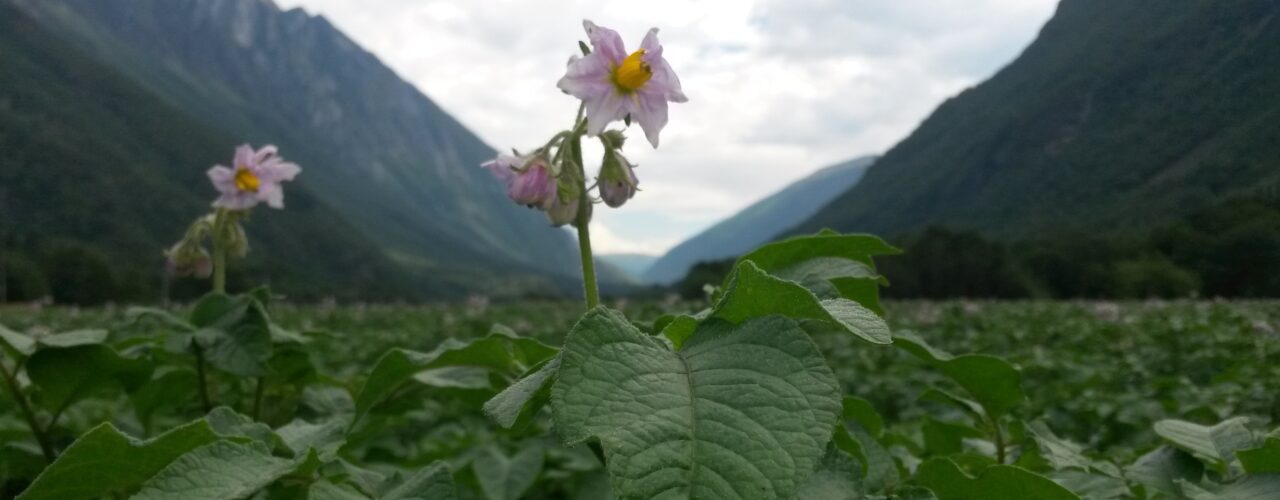 Potet I Sunndal (Photo: Ivar Bakken, Sunndalspotet AS)