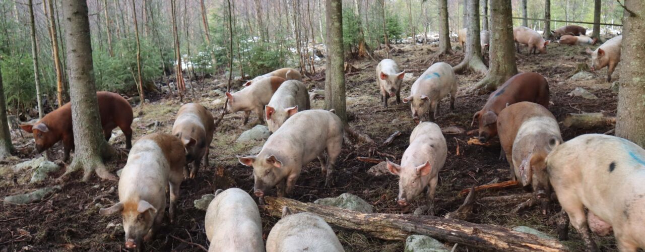 Skogsgris ute på beite i Norge. (Foto: Rose Bergslid)