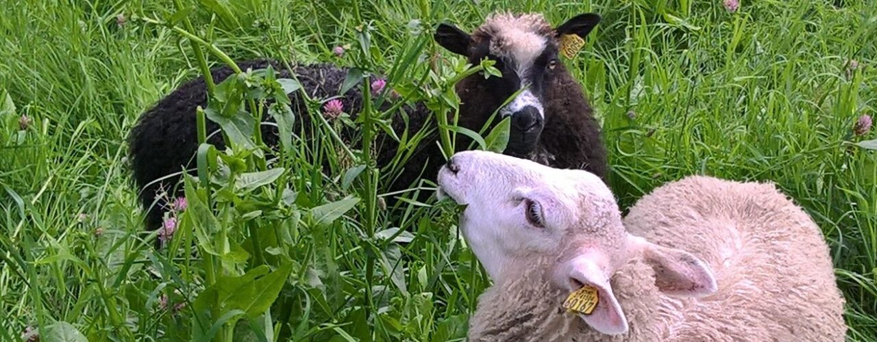 The chicory plant has an effect against parasites in lambs (Photo: Kristin Sørheim)