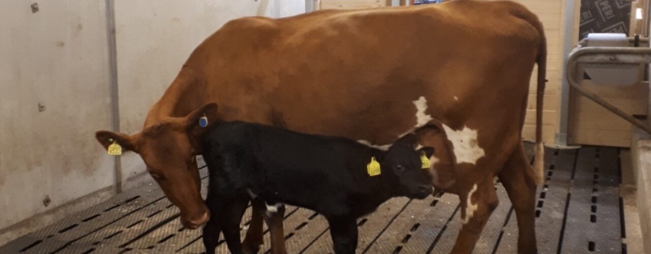 Cow and calf in the common area of ​​SmartCalfCare during the experiment at the Center for Animal Experiments, Ås. (Photo: Julie Johnsen)