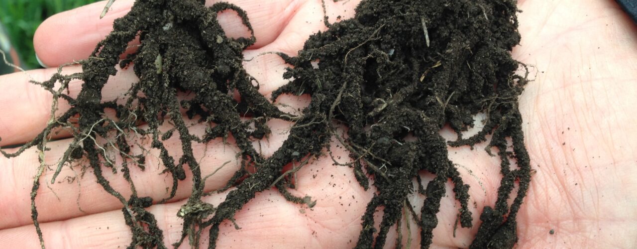 Cooperation between Nordic countries on soil health and agroecology. (Photo: Reidun Pommeresche)