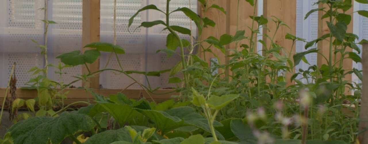 Good growth in the compost barn. (Photo: Susanne Friis Pedersen)