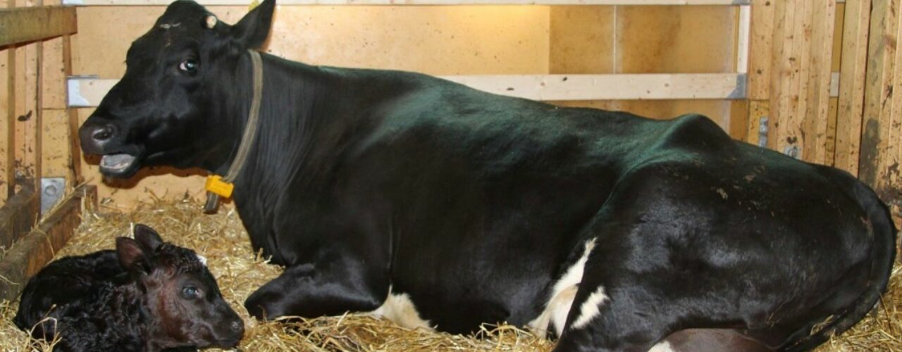 Cow and calf together at Tingvoll gard. (Photo: Anita Land)