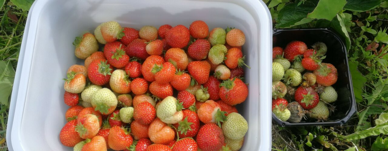 Strawberries treated with ozonated water, fresh berries to the left and berries with botrytis to the right. (Photo: Atle Wibe)