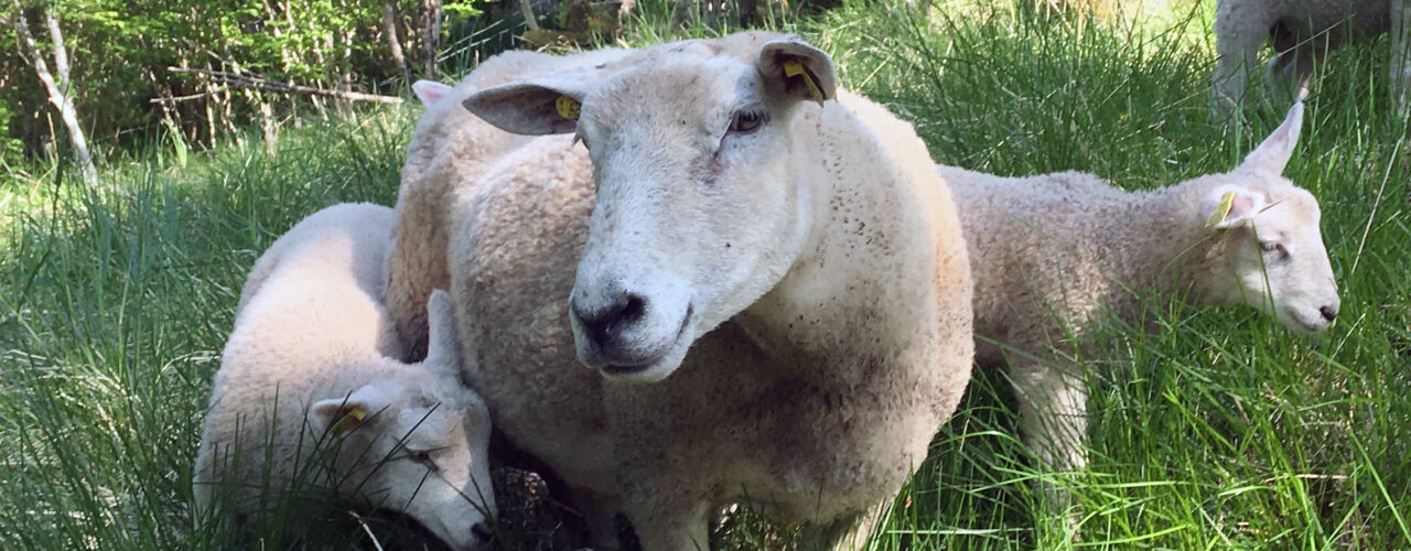 Dyr på beite er utsatt for snyltere og parasitter. Det trengs nye medisiner siden parasittene utvikler resistens mot midlene som brukes i dag. (Foto: Anita Land)