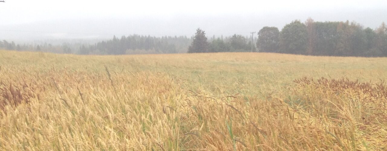 Korn er ikke bare korn! Det er stor variasjon i utseendet til vårhvetesorter dyrket i Trøndelag, her i 2017 på Bjerkem ved Steinkjer. (Foto: Torunn H. Bjerkem, Gullimunn AS.)
