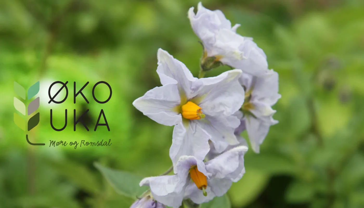 Økouka I Møre Og Romsdal