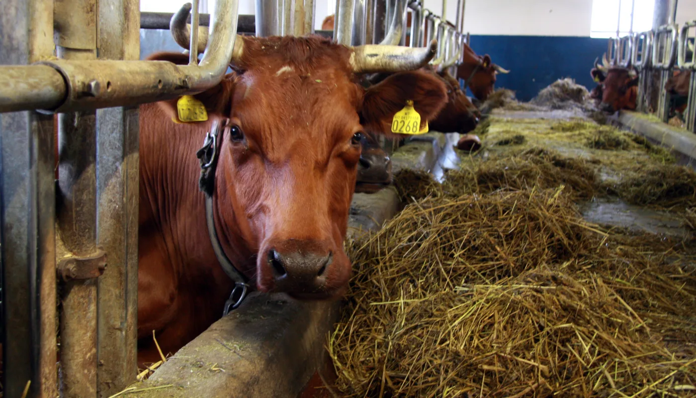 Anita Land 1362 Ku Fokhol (Foto: Anita Land)