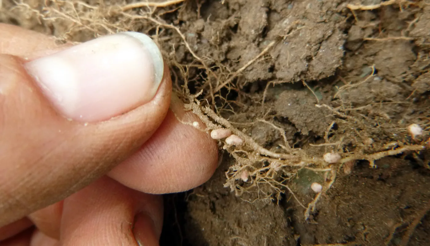 P1040412 Rizobium Foto Rp 1