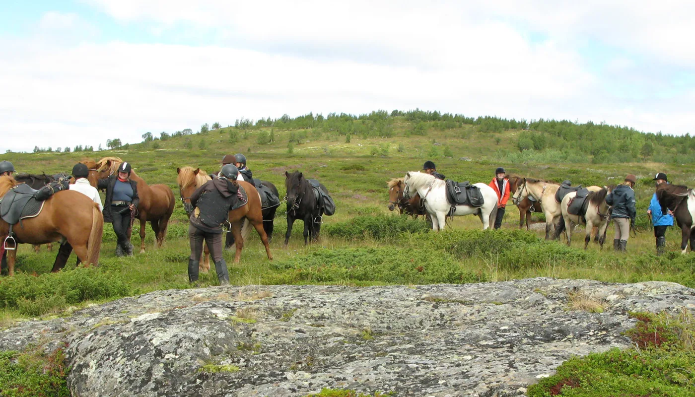 Hest Img 8258 Hest Img 8258 (Photo: Anita Land)