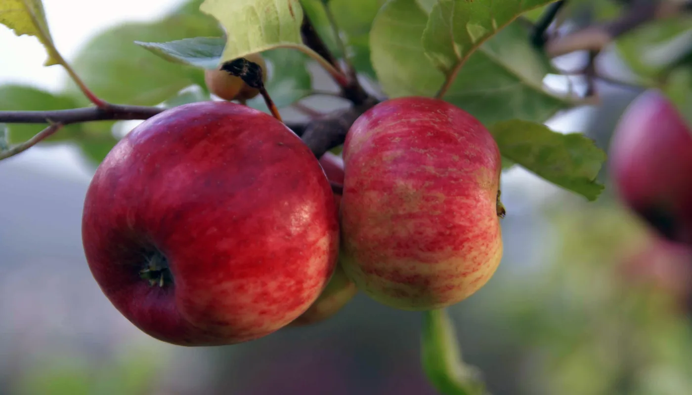 Epler 027 (Foto: Anita Land)