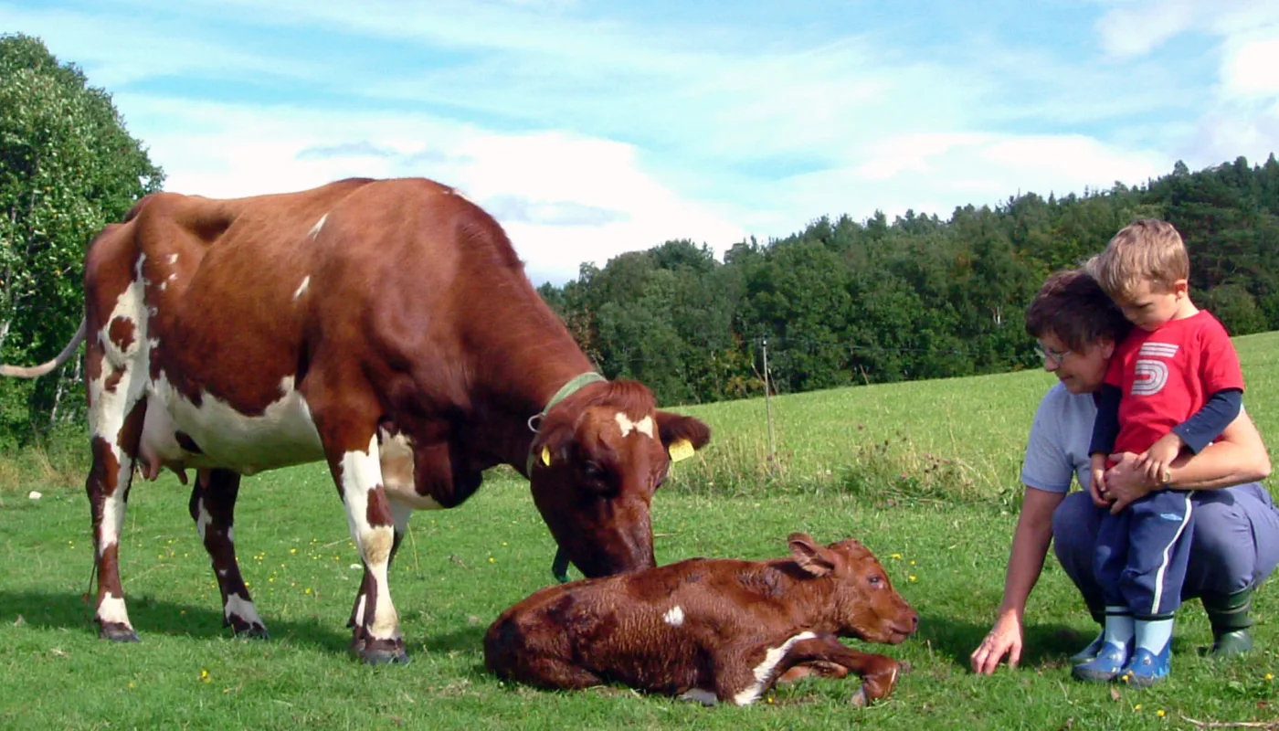 10001 Ku Kalv Og Menneske Foto Reidun P 10001 Ku Kalv Og Menneske Foto Reidun P (Foto: Reidun Pommeresche)