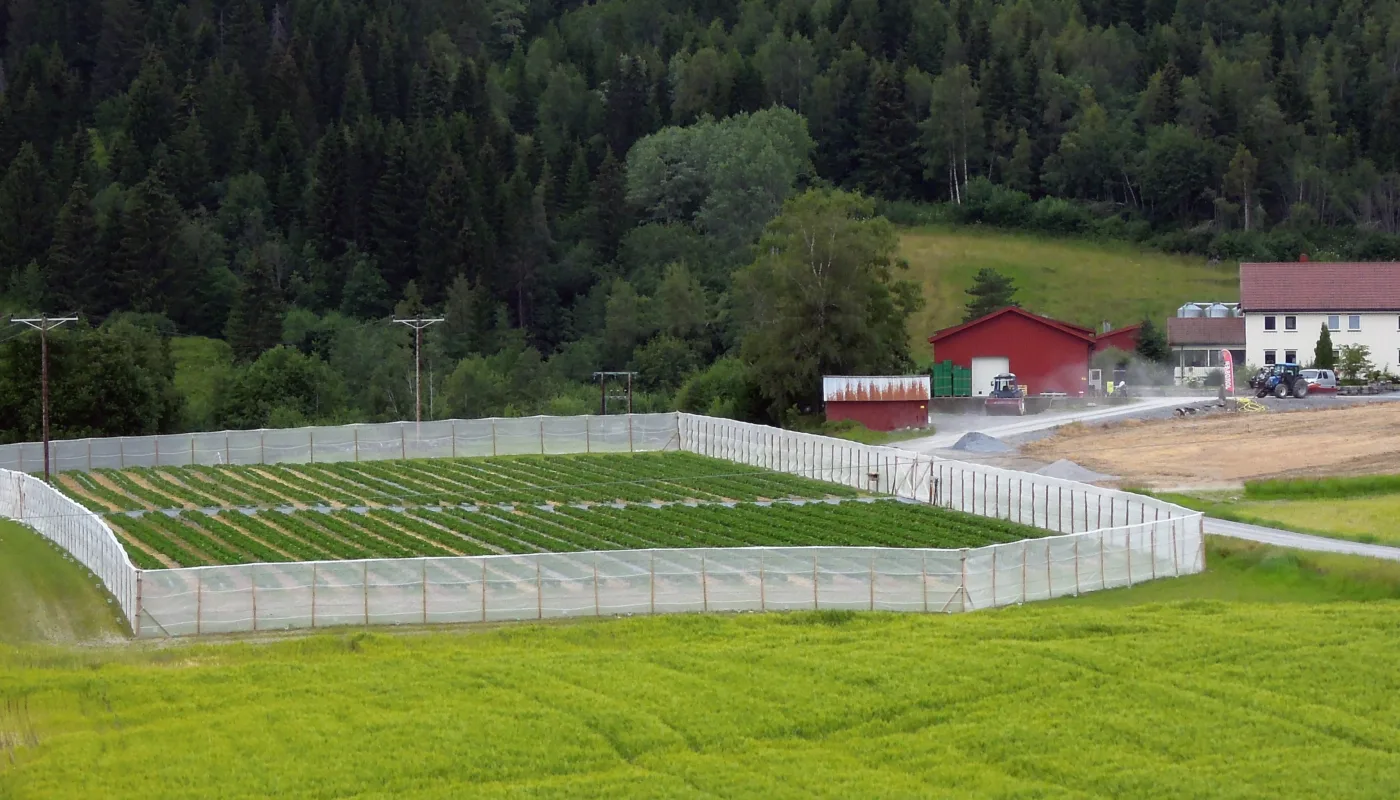 Fence Trap Aw Fence Trap Aw (Foto: Atle Wibe)