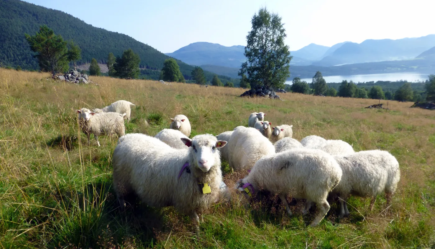 Slik så forsøksfeltet ut etter reetablering. (Foto: Peggy Haugnes)