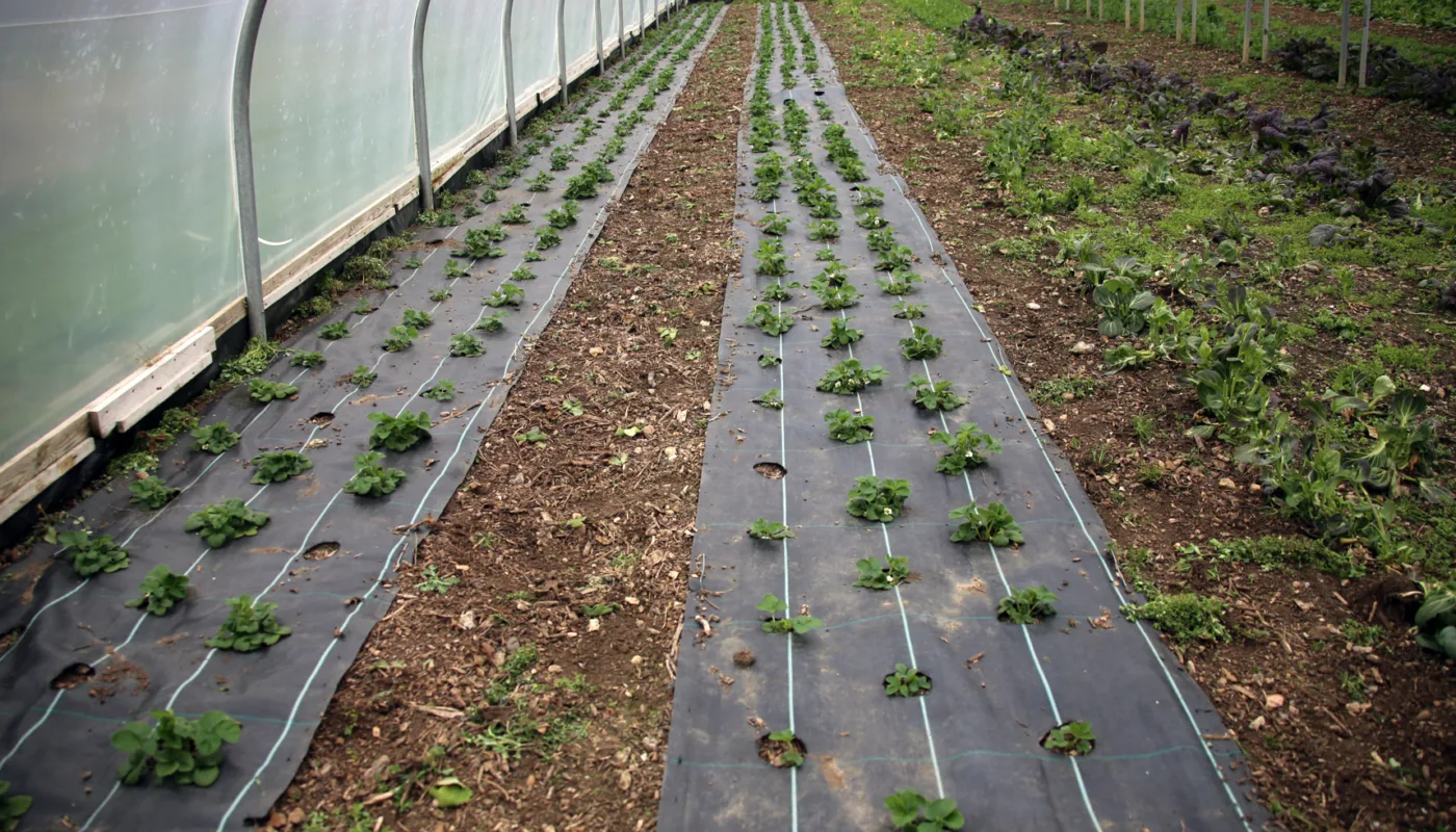 Plast er nyttig som jorddekke, men skaper avfallsproblemer hvis den ikke er fullstendig nedbrytbar. For rask nedbrytning gir problemer for den praktiske bruken (Foto: Ulrich Schmutz)