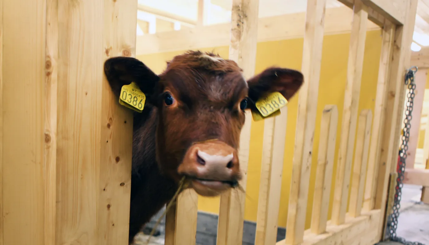 Kalv Foto Anita Land (Foto: Anita Land)