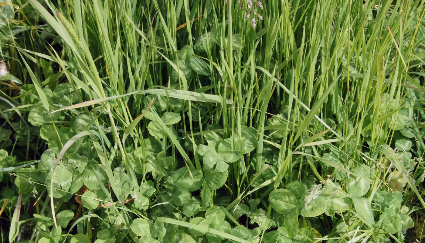 Foto Sissel Hansen16 Kløver Kvaliteten på graset er viktig i graslandet Norge. Blanding av kløver og gras gir god vekst og god kvalitet på fôret. (Foto: Sissel Hansen)