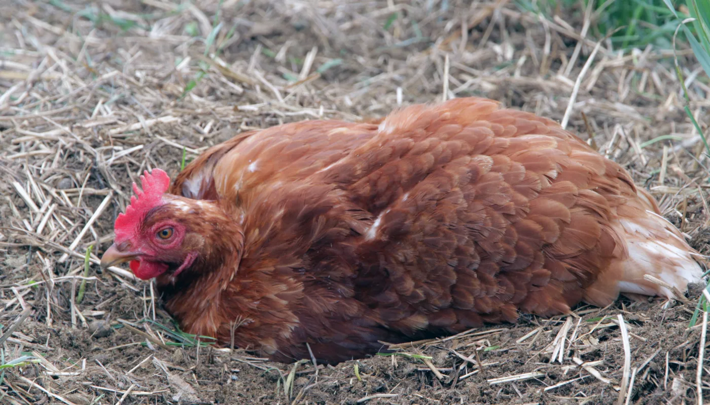Sandbading er en viktig  for høns (Foto: Anita Land)