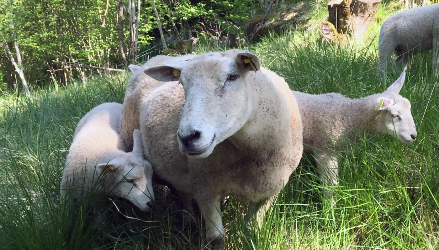 Sau Og Lam Foto Anita Land Sau Og Lam Foto Anita Land (Photo: Anita Land)