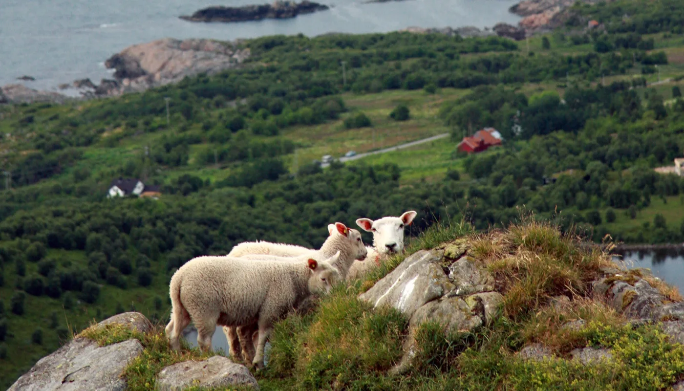 Sau Anita Land 4470 Sau1 Sau Anita Land 4470 Sau1 (Photo: Anita Land)