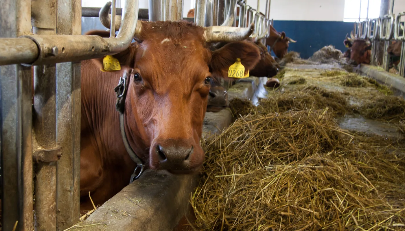 Fra fjøset på Fokhol gård (Foto: Anita Land)