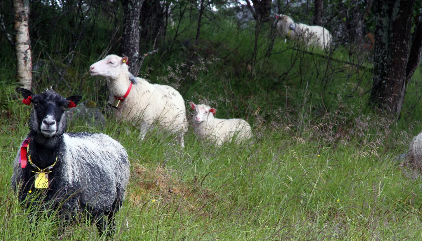 Sau På Beite Foto Anita Land