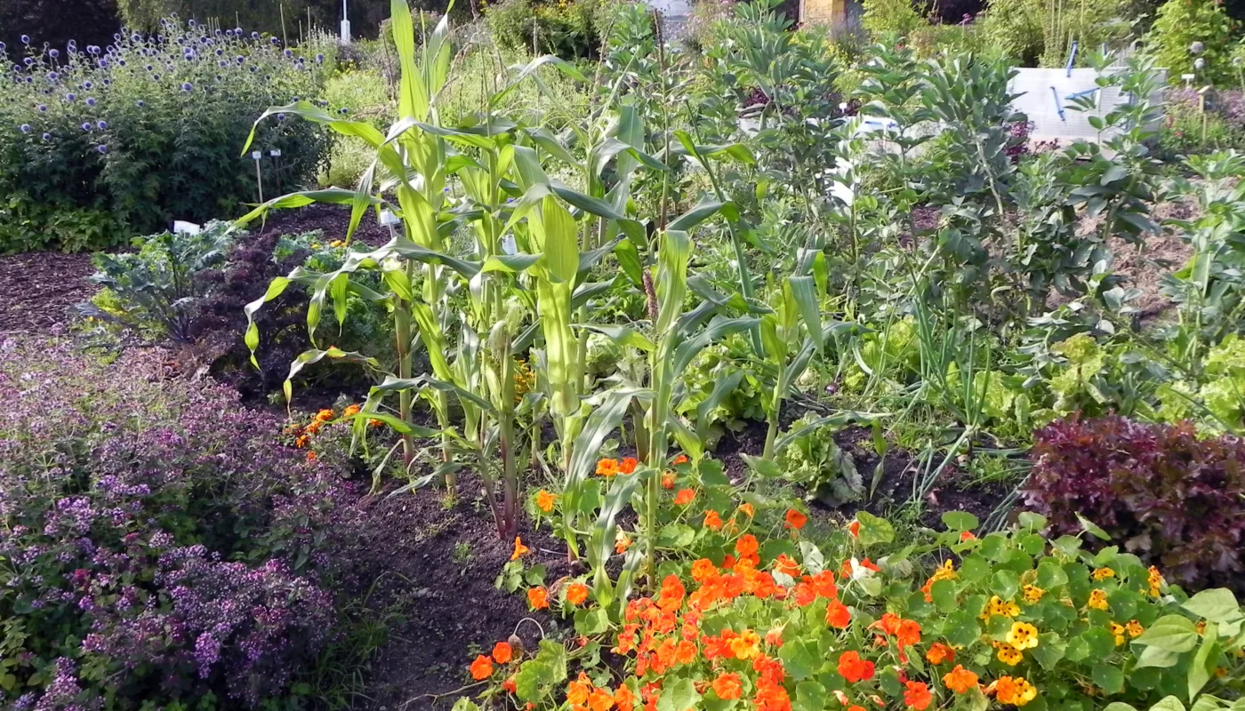 Mangfold i småskala kjøkkenhage (Foto: Kirsty McKinnon)