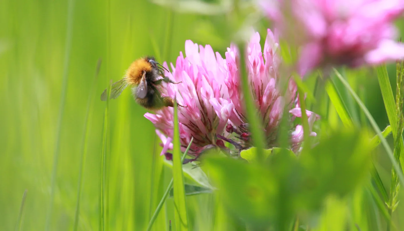 Anita Land 2012 7089 Bier (Foto: Anita Land)