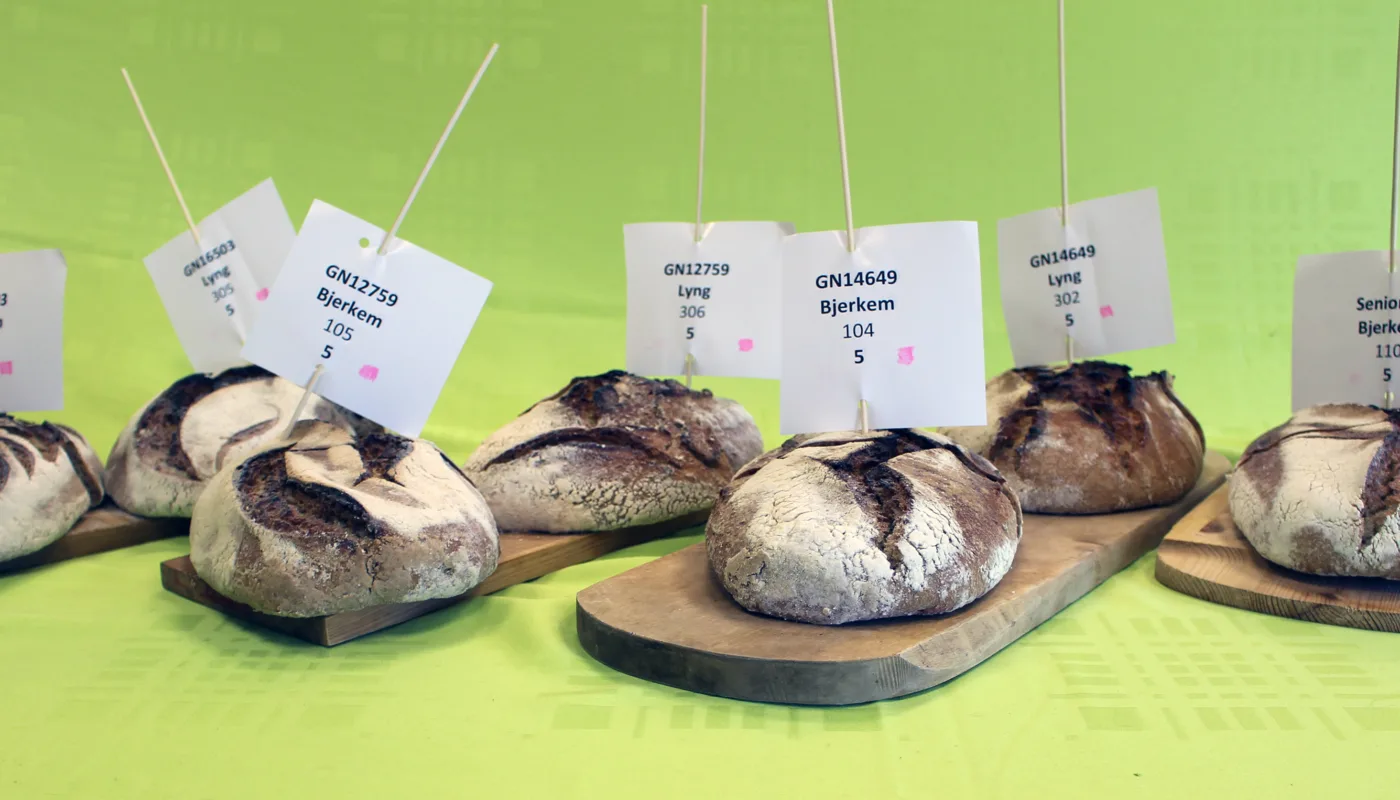 Mel fra kornsorter under testing ga flotte surdeigsbrød (Foto: Randi Berland Frøseth, NIBIO)