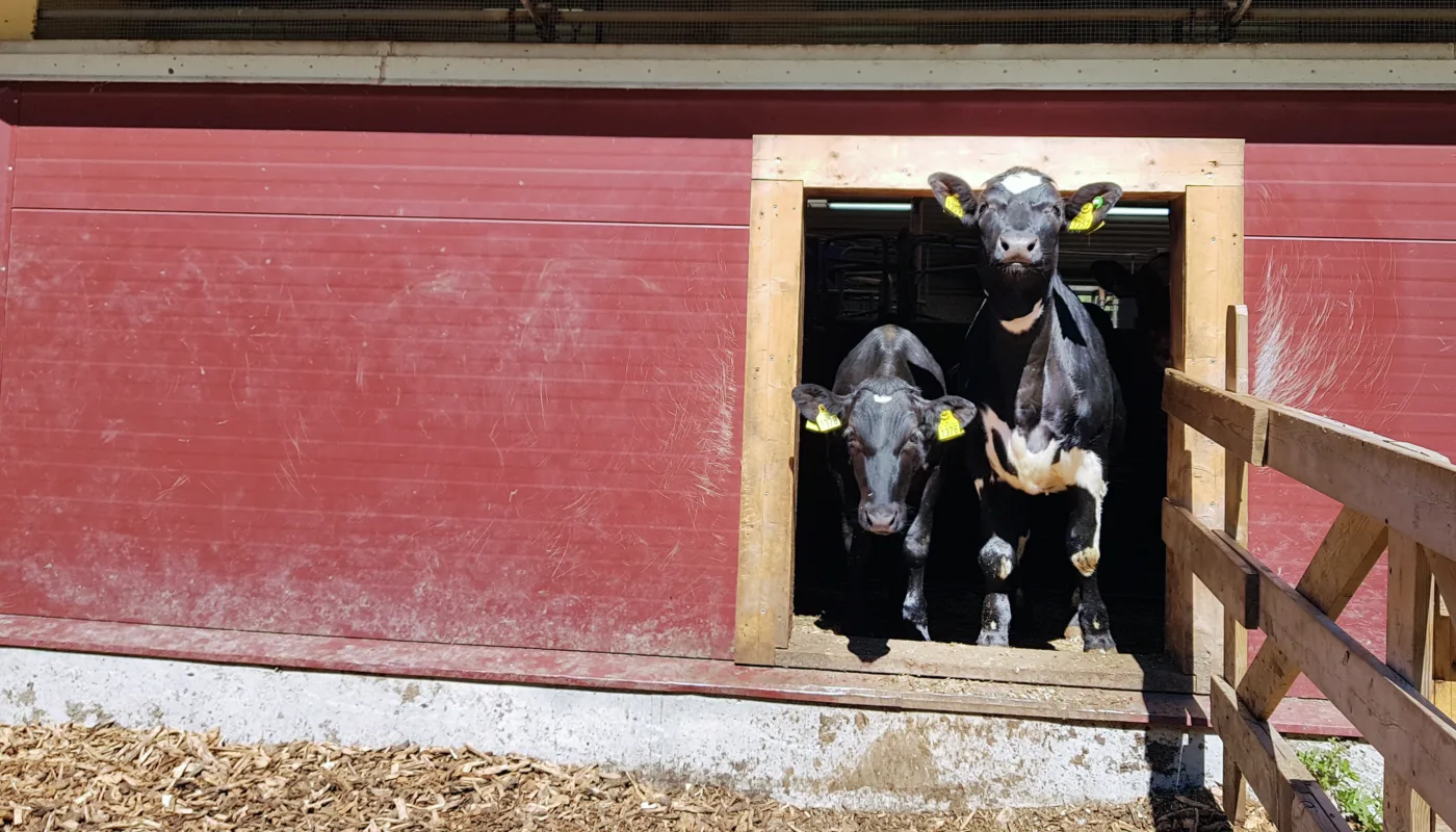 Kyr På Vei Ut Til Lufting Foto Rb Folk som fe likar å kome seg ut og lufte seg. (Foto: Rose Bergslid)