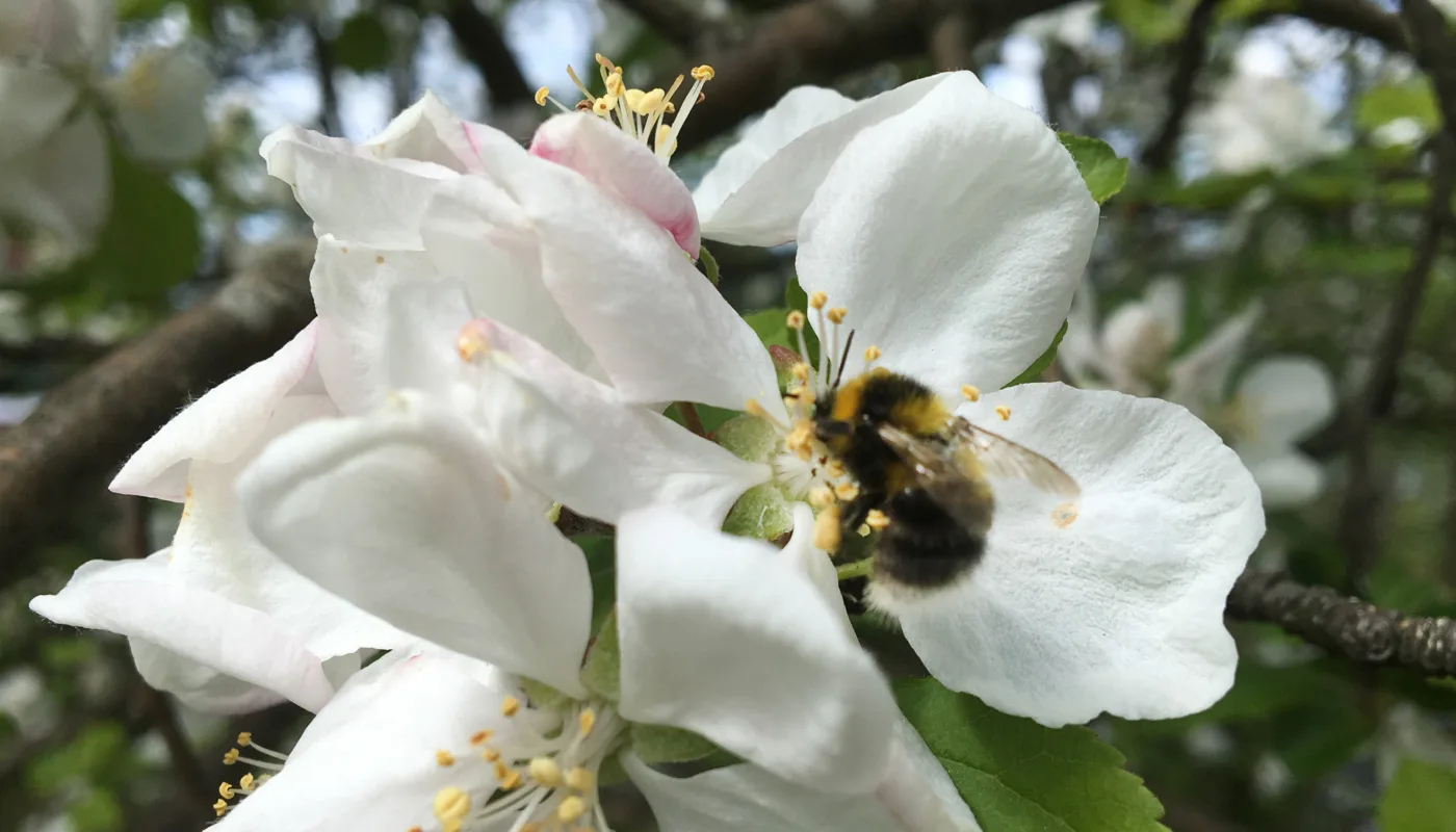 Humle I Plommeblomst (Foto: Anita Land)
