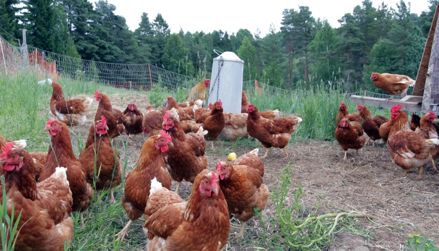 Img 1326 Høner Foto Al