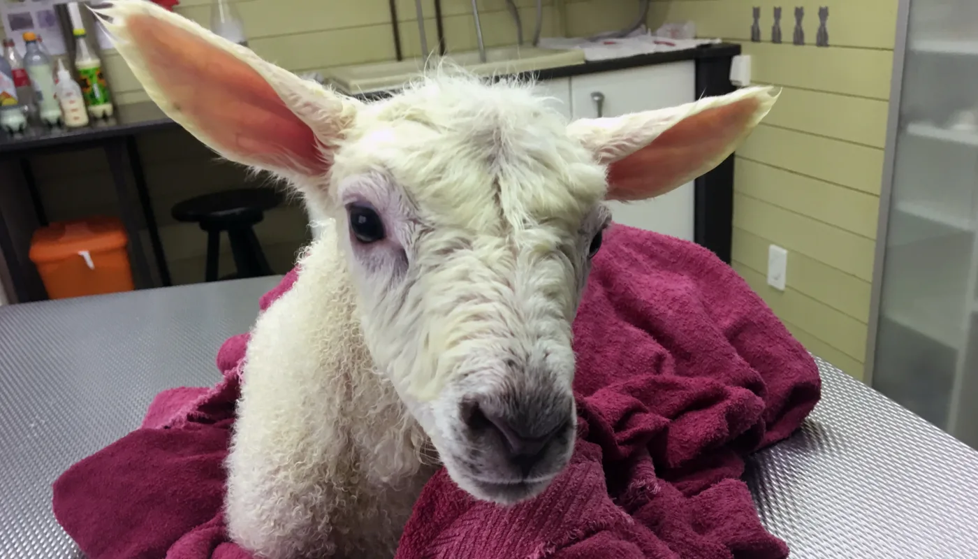 Lam Barkcure Foto Al (Photo: Anita Land)