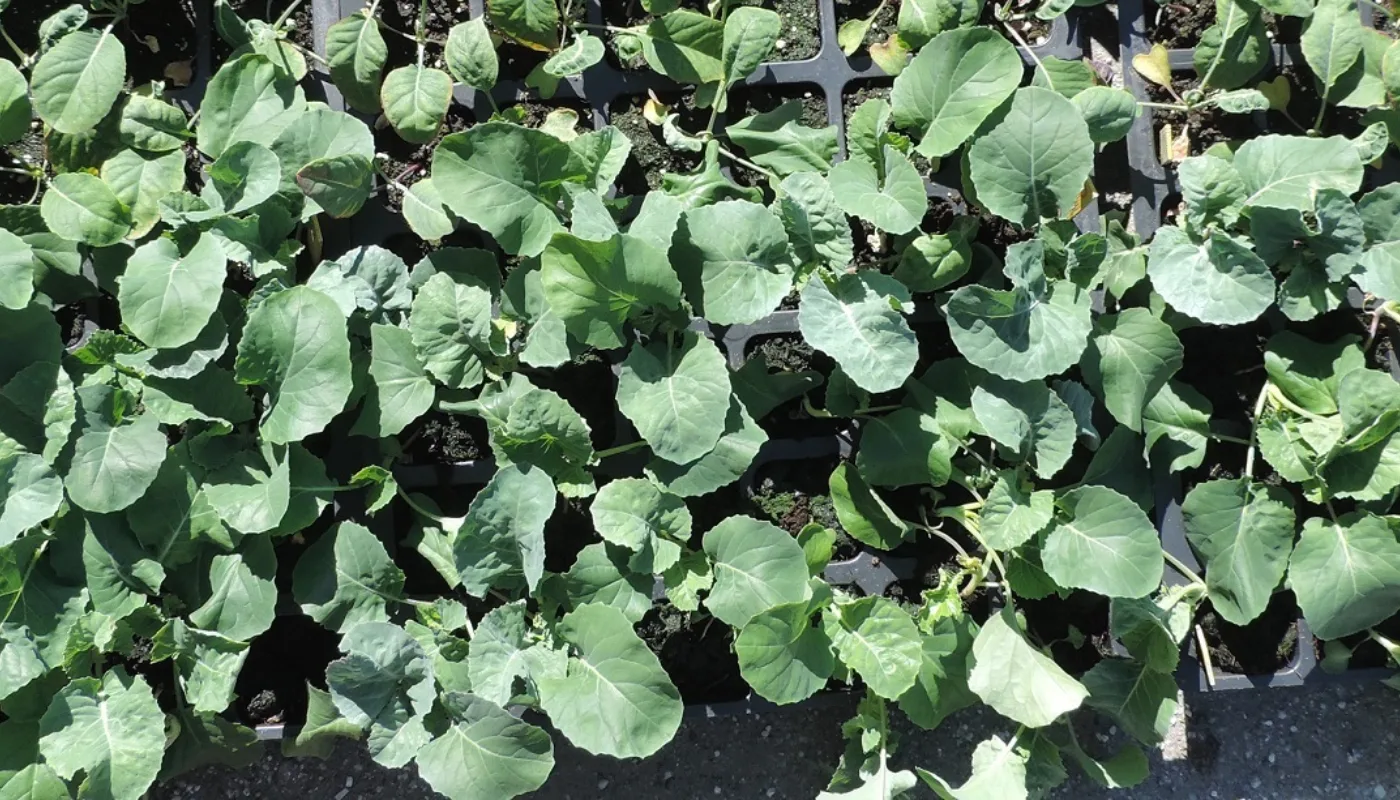 Foto Torvfri Oppal Foto Torvfri Oppal (Foto: Kirsty McKinnon)