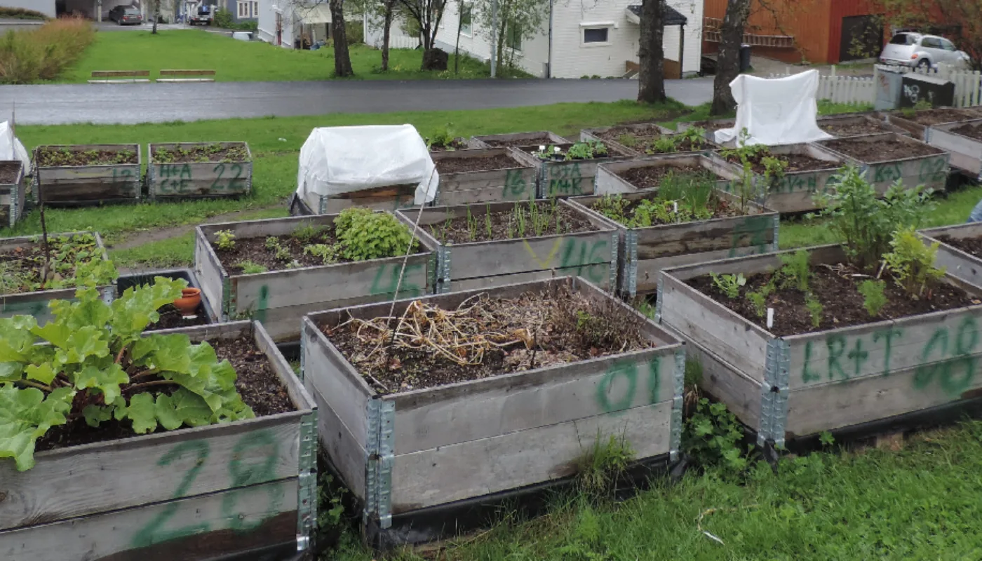 Fra Dyrk Tromsø (Foto: Kirsty McKinnon)