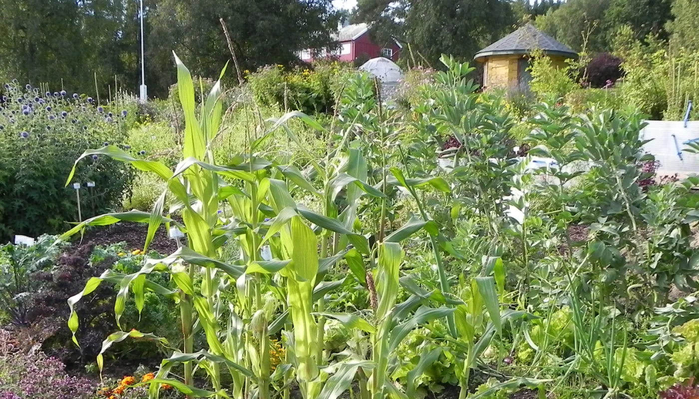 Fra Stjernehagen på Tingvoll gard (Foto: Kirsty McKinnon)