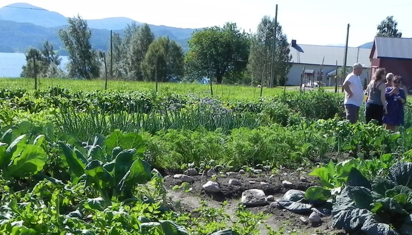 Fra en parsellhage. (Foto: Kirsty McKinnon)