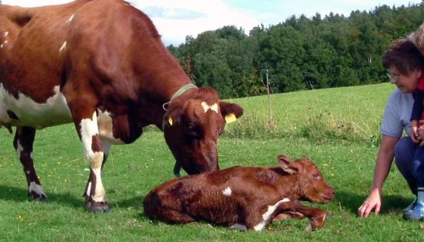 Kukalvute 002 (Photo: Reidun Pommeresche)