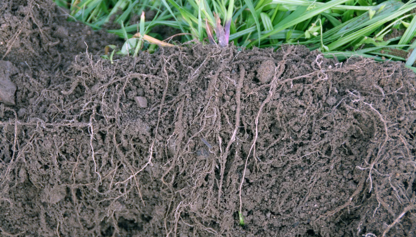 1 Godt Etablert Fangvekst Grynstruktur I Sand (Foto: Reidun Pommereche)