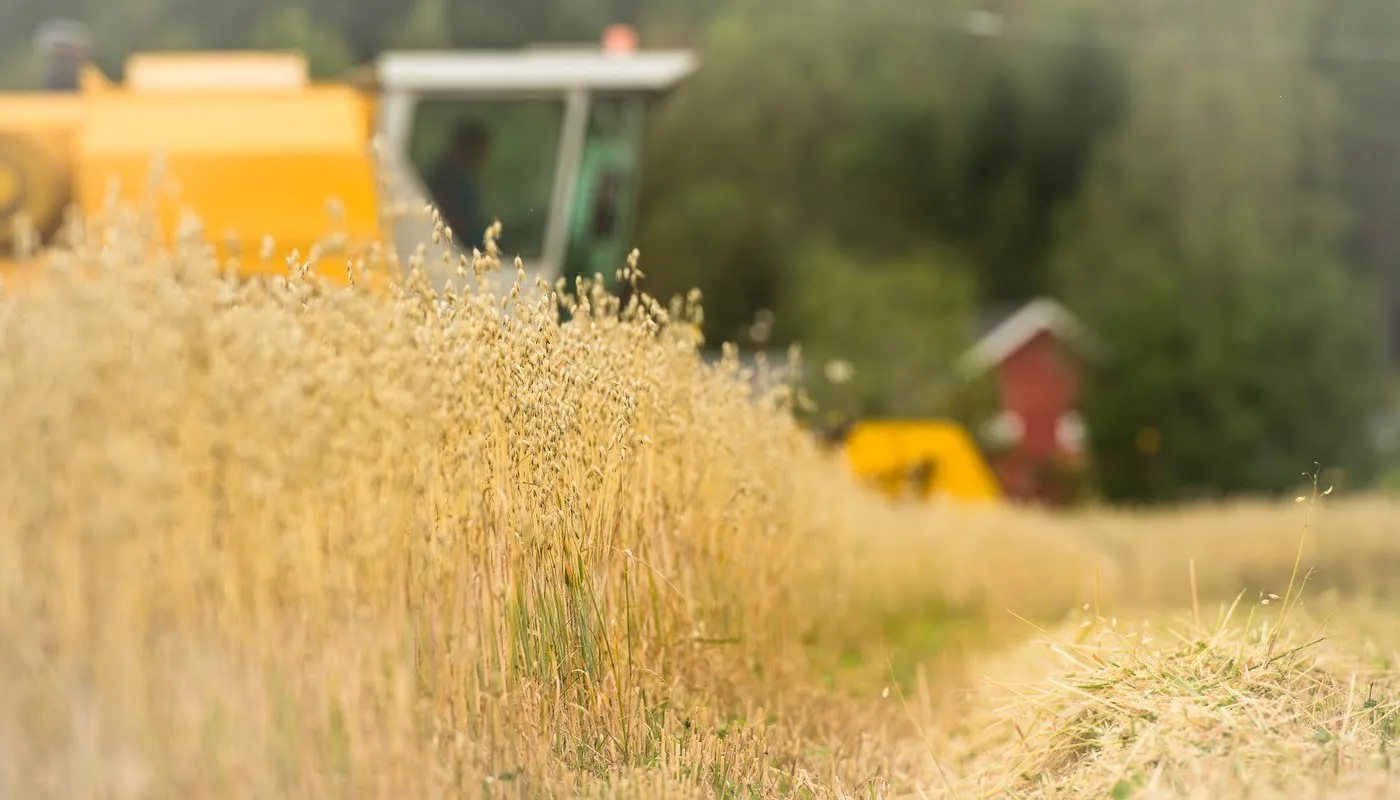 Korn Foto Debio (Foto: Debio)